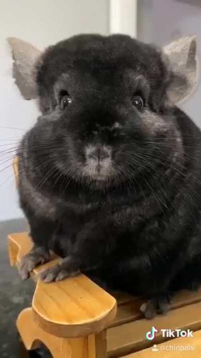 The Chinchillas get sorted into their Hogwarts Houses!