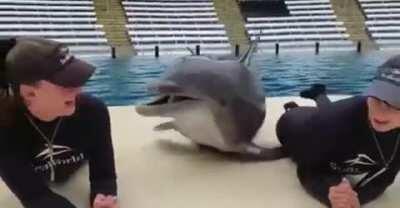 How do I become a dolphin trainer?