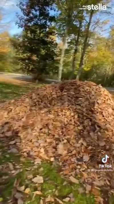 Leaf dog