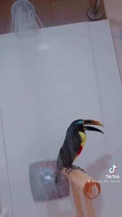 showerbirb