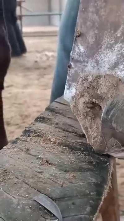 Trimming overgrown horse hooves! It does not hurt the horse.