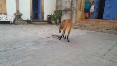 🔥 The Maned Wolf is the largest canid of South America. Its markings resemble those of foxes, but it is neither a fox nor a wolf