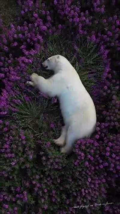 Polar Bear takes a nap over lush pink fields of fireweed. (Credits: Martin Gregus Jr)