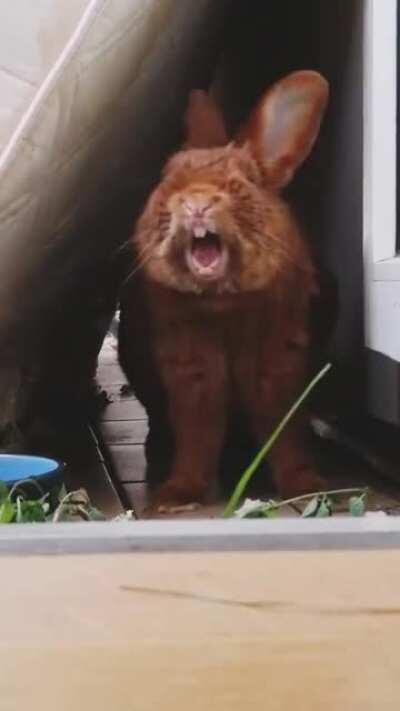 Raaaaw, I'm a lion!