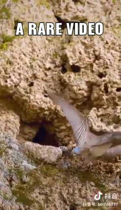 The spider-tailed horned viper luring an insectivorous bird