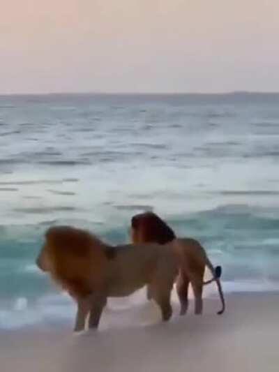 🔥 These two lions bathing in the sea