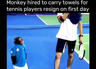 Monkey resigns on first day