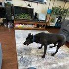 We got a new rug and I guess he really likes it