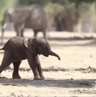 🔥 Baby elephant's first steps!