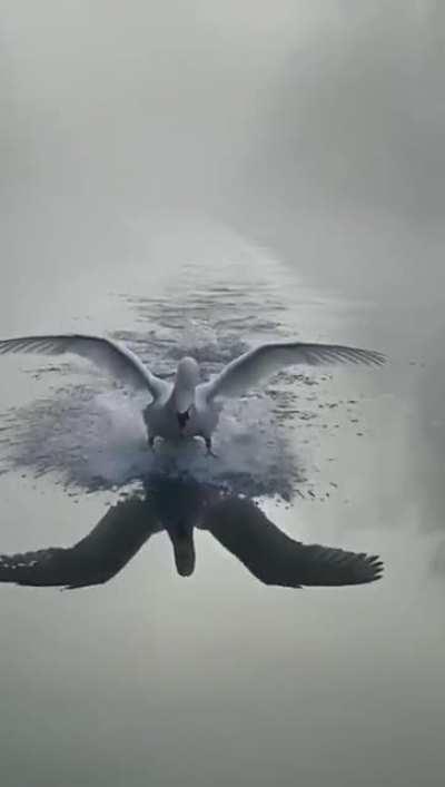 Beautiful footage of a swan landing during a heavy fog on a dam’s lake in Iran.