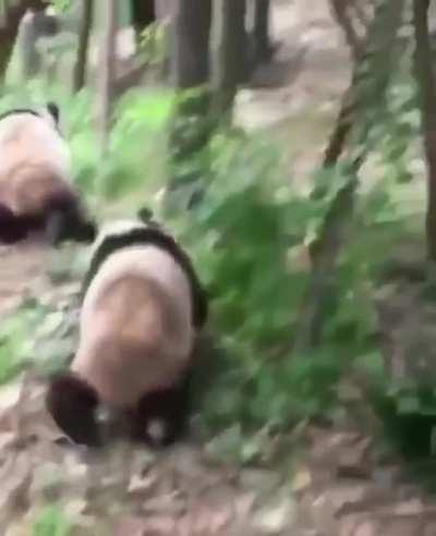 Panda Mafia is very dangerous