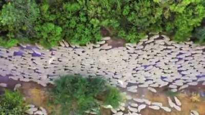 Sheep being shepherded to summer pastures