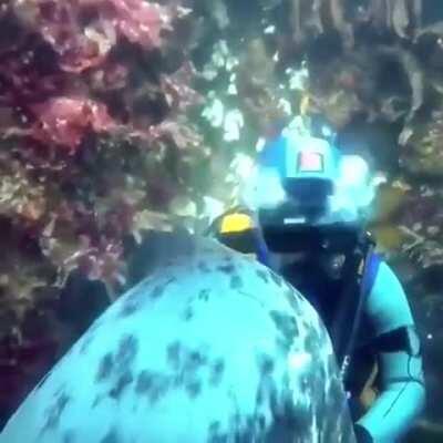 🔥 This scuba diver enjoying some attention from a friendly seal 🔥