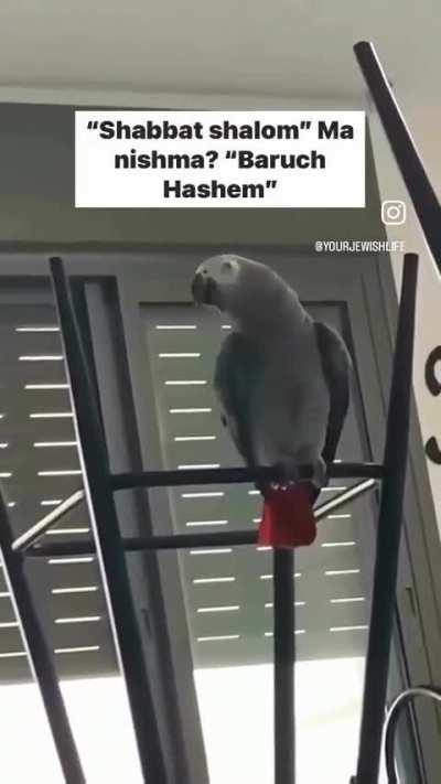 “Shabbat Shalom” - Parrot