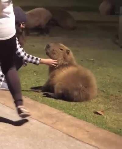 Capybaras are just giant rodent dogs