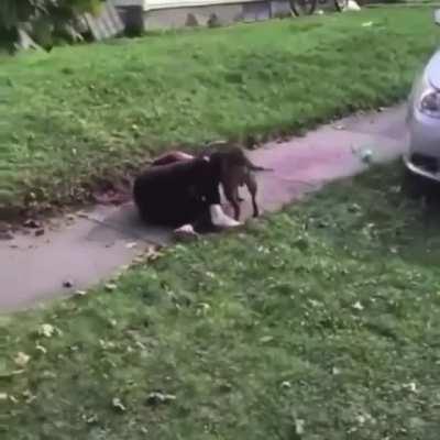 Just your weekly pitbull attack. Pitbull shot after violently attacking victim.