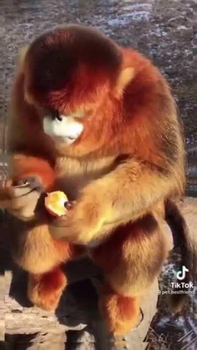 Golden snub nosed monkey