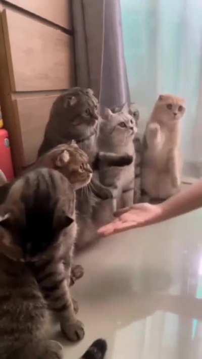 council of gentlecats