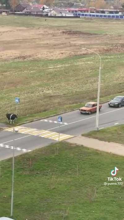 Cow waiting for its owner to take it home across the street, by the pedestrian crossing