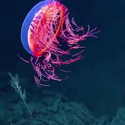 A spectacular sight 1225m (4019 ft) beneath the waves off Baja California as EVNautilus encounter the amazing Halitrephes maasi jelly.