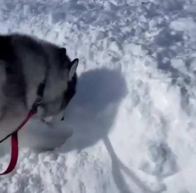 Husky Planting Snowballs So They Grow More Snow