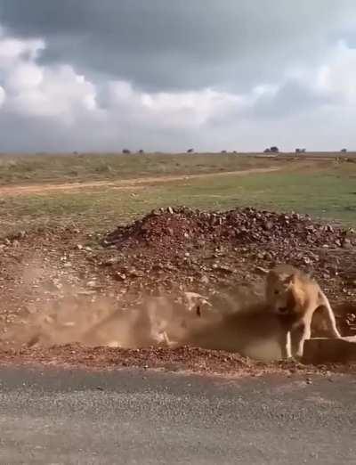 Lioness protect the cubs from male