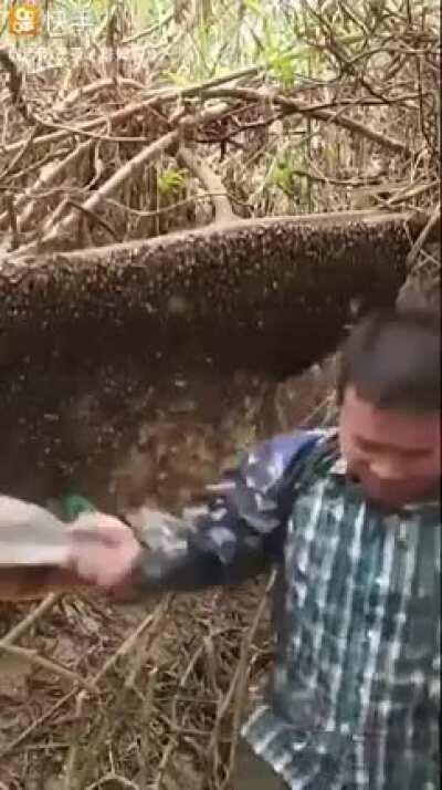 WCGW hitting a massive beehive