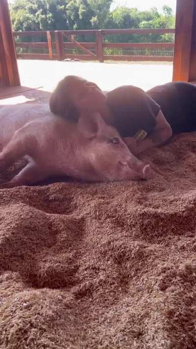 This pig is happy to be spending time with their caretaker