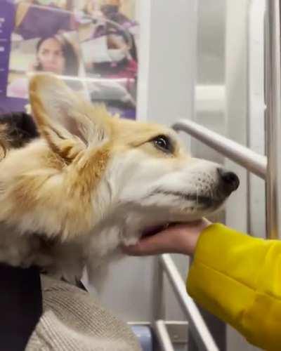 When you carry your fluffy corgi in a backpack...