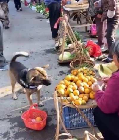 Dog shopping