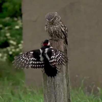 🔥 Owl is intimitading a woodpecker