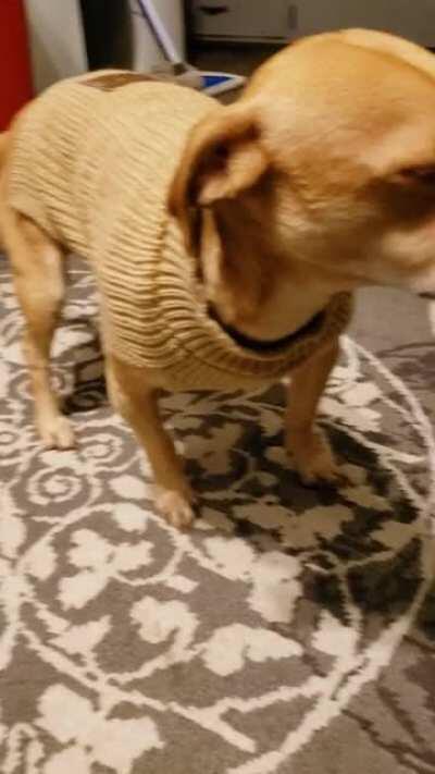 he hates wearing the sweater so much that he hasnt moved since his owner put the sweater on him. 15 minutes, he hasnt moved.