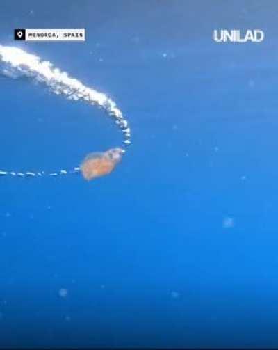 🔥 Jellyfish caught in a bubble ring