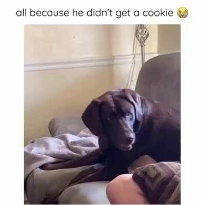 Bad human won't share cookies