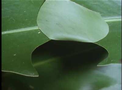 This caterpillar creates a little hut to hide from predators while eating