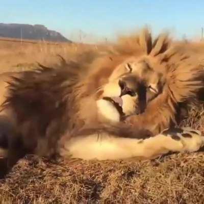 Sleepy big boye lion cleaning his paws like a house kitty