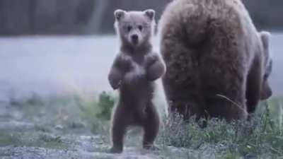 🔥 Baby Bear inviting to play 🔥