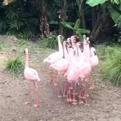 A Flamboyance of Flamingos...