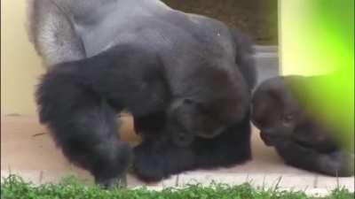 Silverblack gorilla and his son closely observing a caterpillar