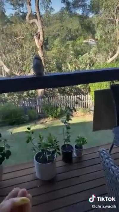 Determining if kookaburras enjoy eating pasta