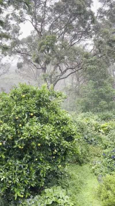 Christmas Day in the Blue Mountains, Australia.