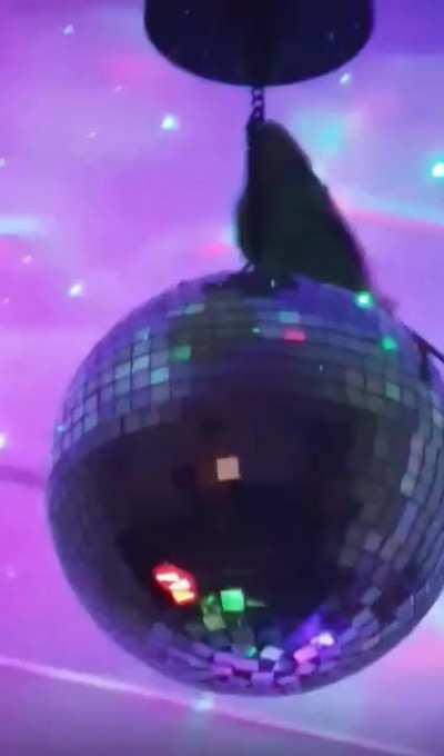 Saved this video from a lady in my budgie group on FB as it fits the vibe of this sub so much 🕺🏽🪩✨