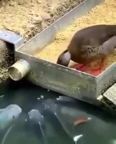 Duck feeds a hungry fish