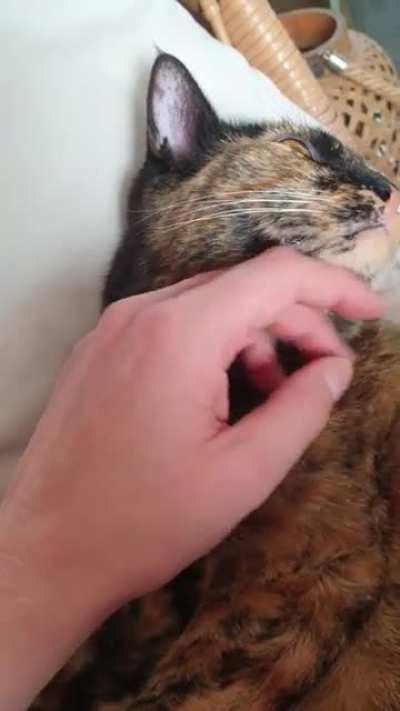 tortie's mirin'