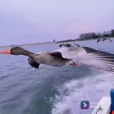 Graylag geese flying in formation with a boat