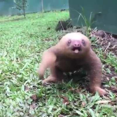 sloths make me go absolutely FERAL