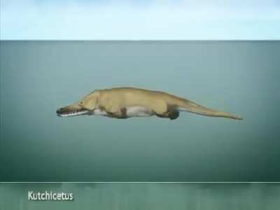 How whales evolved 🐋🐳
