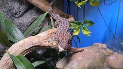 Tokay feeding time!