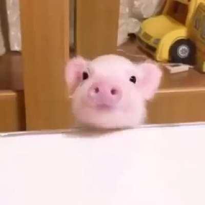 This adorable pig💕