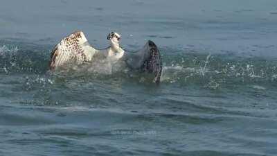 🔥 Osprey Dives and Catches Sailcat